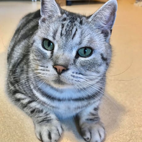 アニプロサポーター🐾今回のみの支援　　500円×口数指定
