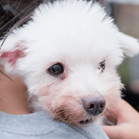 アニプロサポーター🐾今回のみの支援　　500円×口数指定