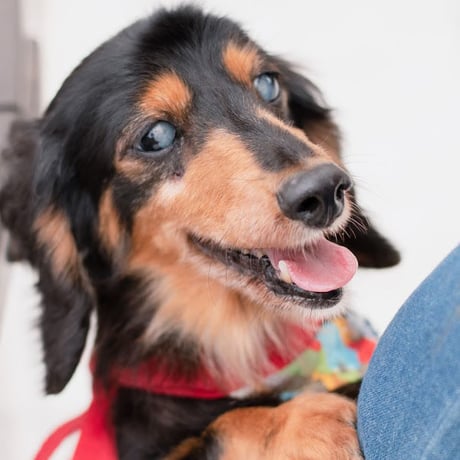 アニプロサポーター🐾今回のみの支援　　500円×口数指定