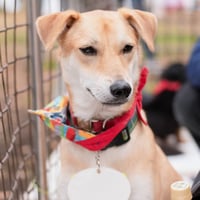 アニプロサポーター🐾今回のみの支援　　500円×口数指定