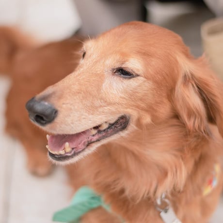 アニプロサポーター🐾今回のみの支援　　500円×口数指定