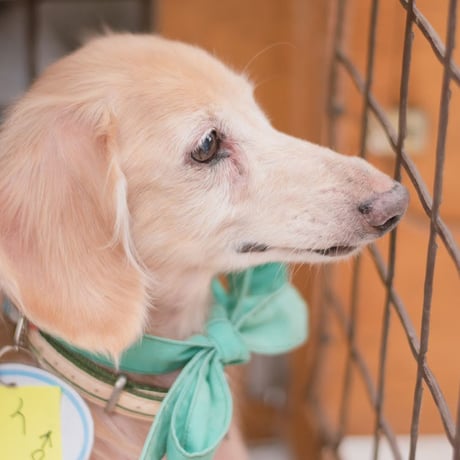 アニプロサポーター🐾今回のみの支援　　500円×口数指定