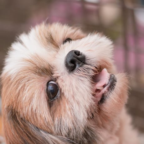 アニプロサポーター🐾今回のみの支援　　500円×口数指定