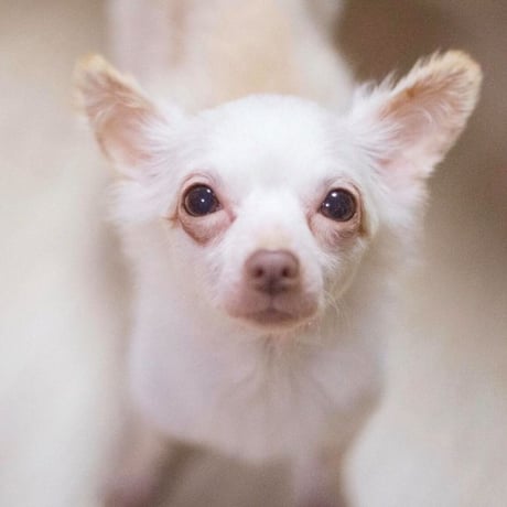 アニプロサポーター🐾今回のみの支援　　500円×口数指定