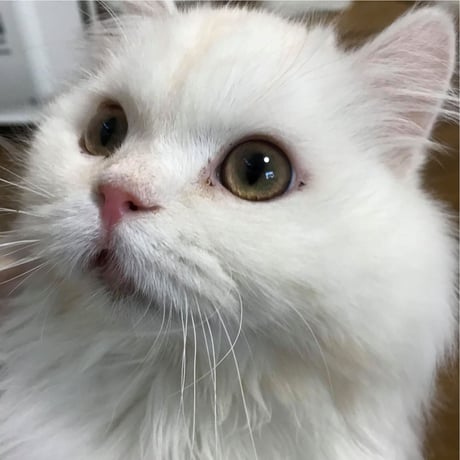 アニプロサポーター🐾今回のみの支援　　500円×口数指定