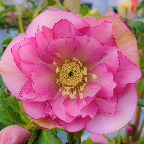 深山花園 オンラインショップ