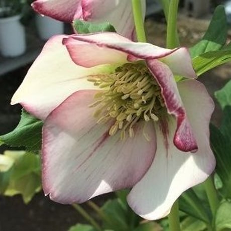 深山花園 オンラインショップ