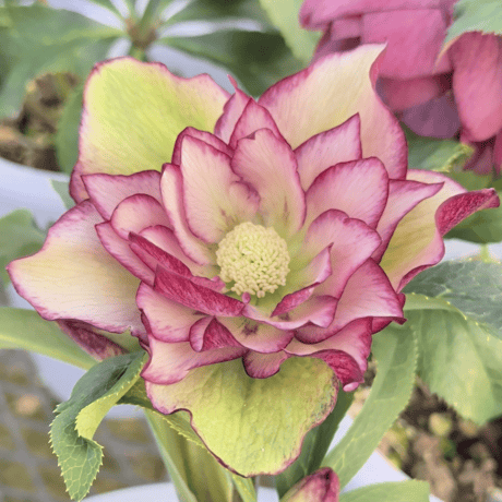 深山花園 オンラインショップ