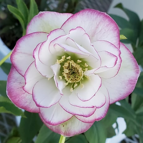 深山花園 オンラインショップ