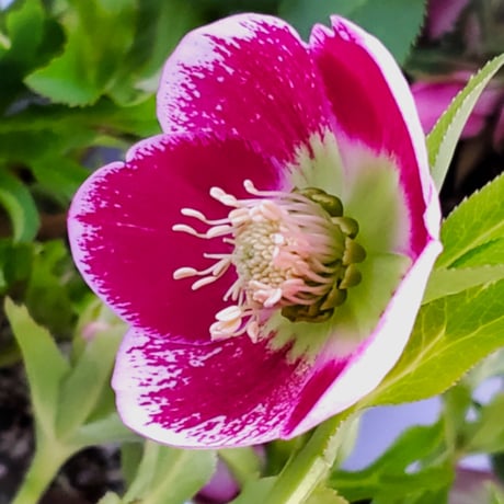 深山花園 オンラインショップ