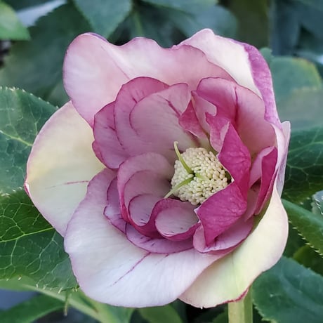 深山花園 オンラインショップ