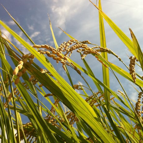 【定期購入特別価格】サイクル1ヶ月毎〜3ヶ月毎　特上玄米茶　100g
