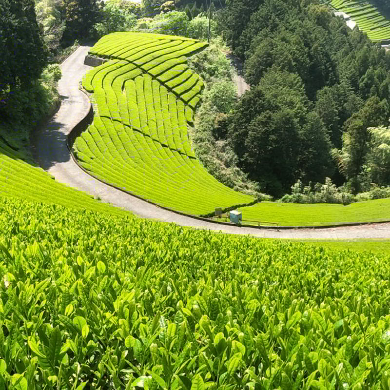 利き茶セット | いはち農園