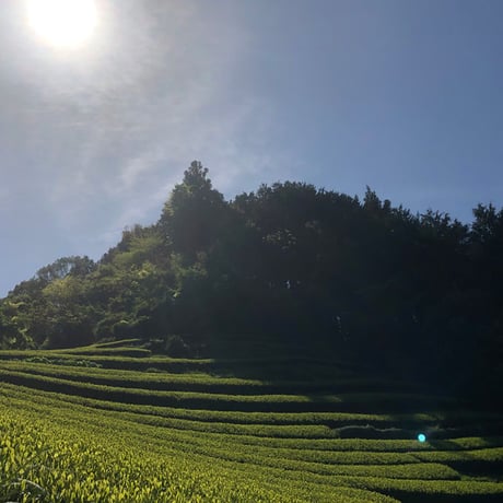 【ギフト推奨品】　特上煎茶缶 200g