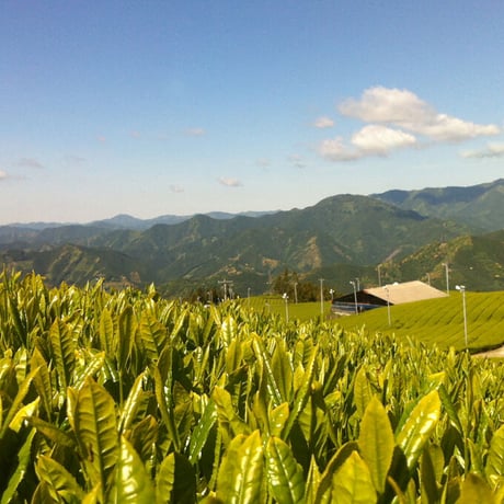 【定期購入特別価格】サイクル1ヶ月毎〜3ヶ月毎　特上玄米茶　100g