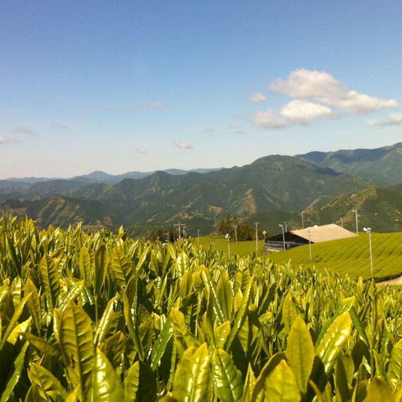 チャトランうるち米精米 チャトラン様専用うるち米精米 食品