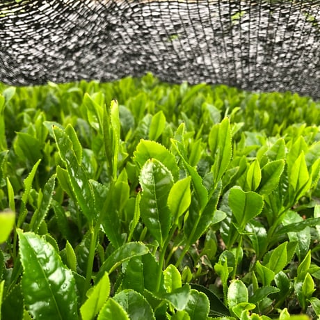 かぶせ茶 100g