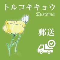12月14日発送【トルコキキョウ、お届けします！】送料別