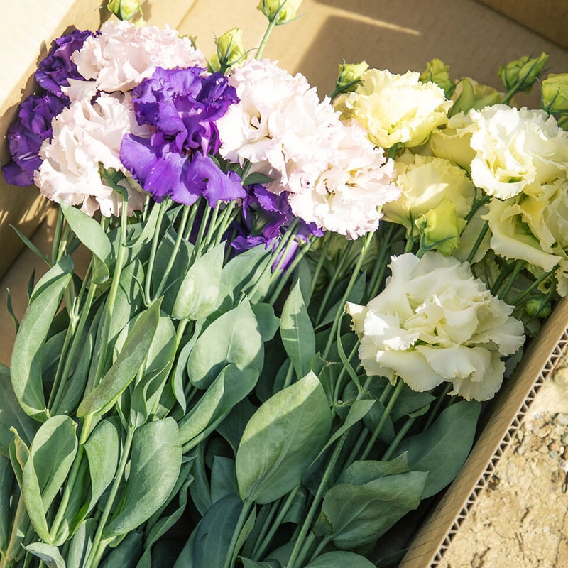 ［小林ヒロシ］トルコキキョウ詰合せ 12月14日発送【トルコキキョウ、お届けします！】送料別 | 風