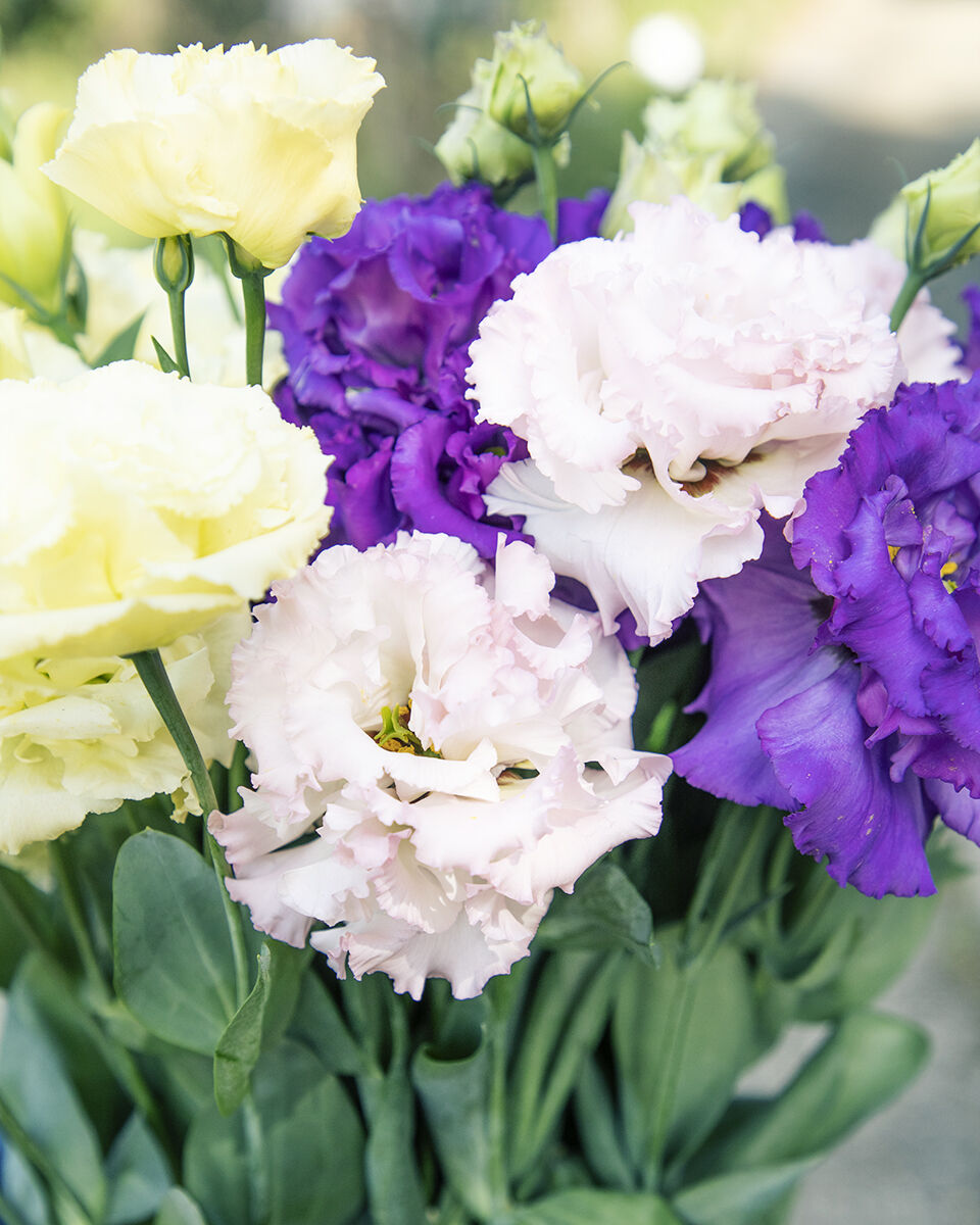 march］発送日8/11 140サイズ供花 特注トルコキキョウ・菊他