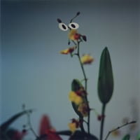 EYES・like an insect（framed）