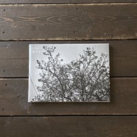 さすらい｜頭山ゆう紀