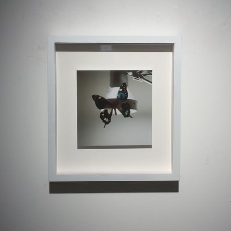 EYES・Butterfly・Light stand（framed）