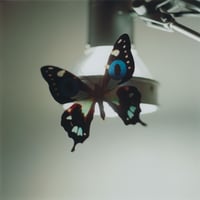 EYES・Butterfly・Light stand（framed）