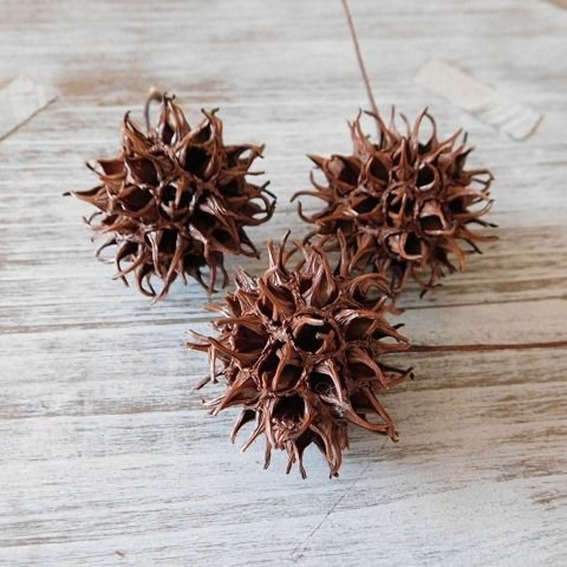 ○国内産 フウの実（モミジバフウの実）20個入り | ナチュラル