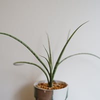 SANSEVIERIA RECYCLE POD SET（GREEN）