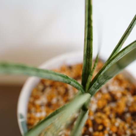 SANSEVIERIA RECYCLE POD SET（GREEN）