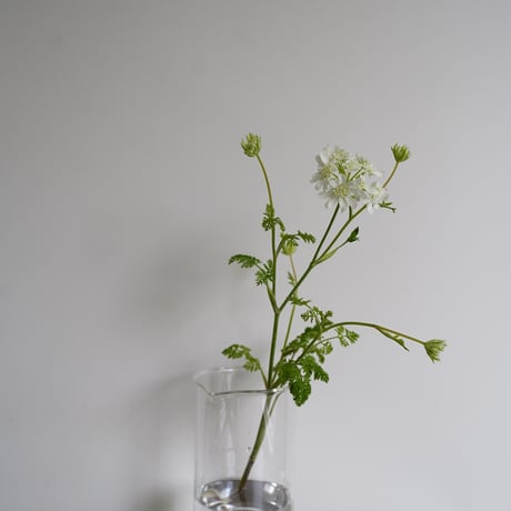 BOROSIL トールビーカー１０００