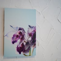 アルミマウントA3　”cymbidium”