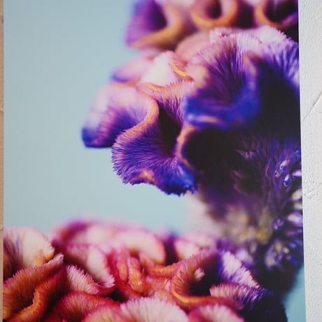 アルミマウントA3　”Plumed Cockscomb”