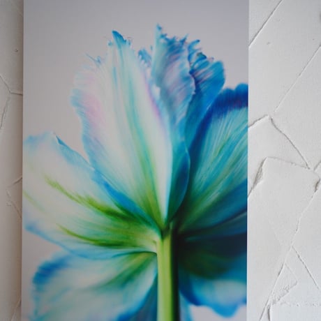 アルミマウントA2　”tulip”