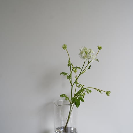 BOROSIL トールビーカー１０００