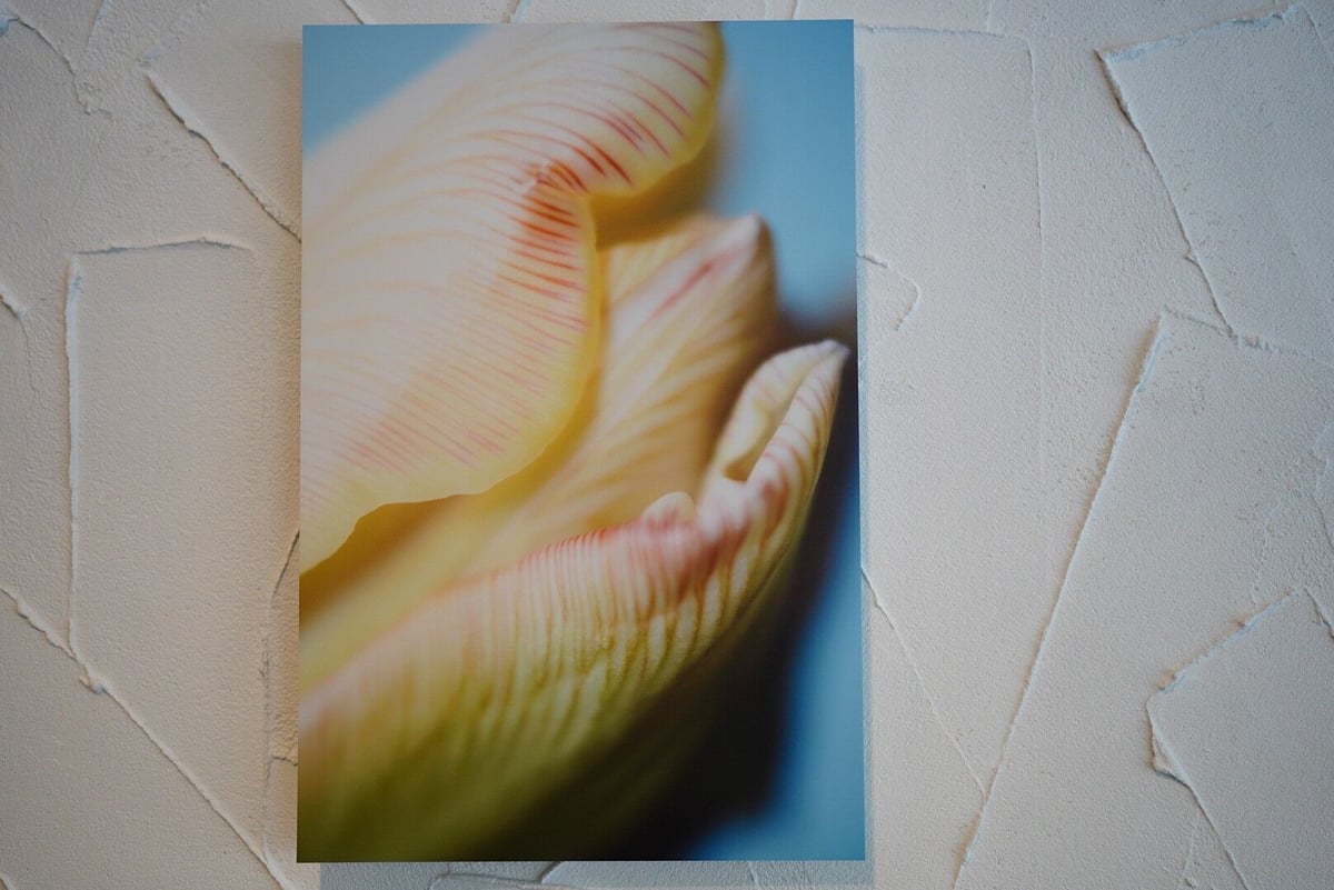 専用ページ　TULIP様 The Delightful Tulip Mixture | Van Engelen Wholesale Flower Bulbs