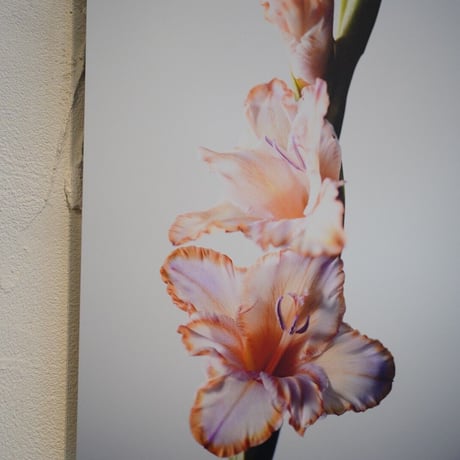アルミマウントA3　”gladiolus”