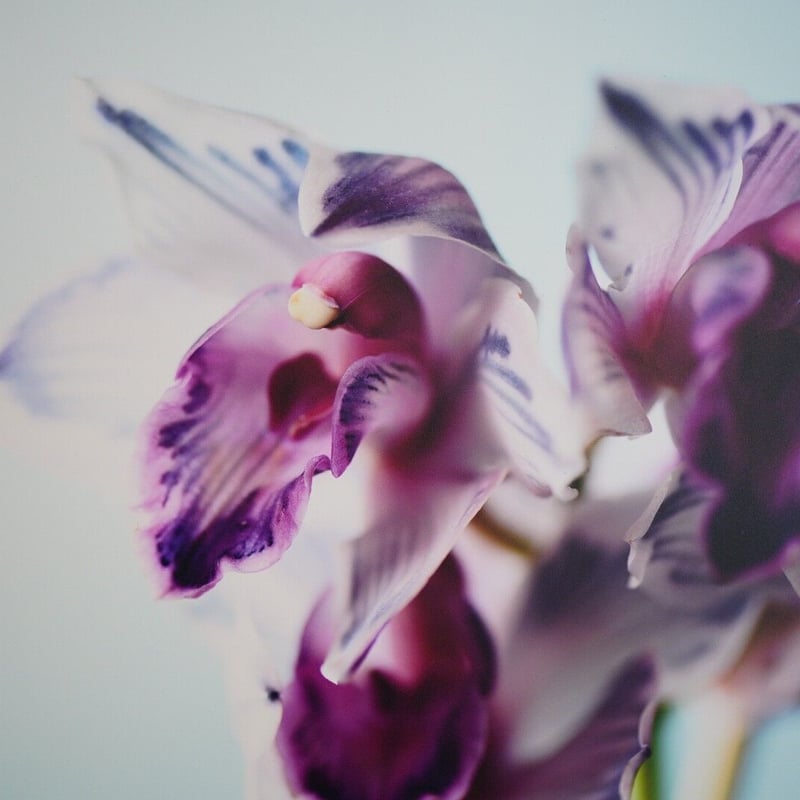 アルミマウントA3 ”cymbidium” | gui flower STORE