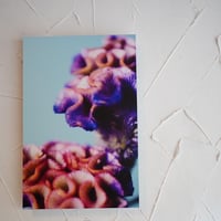 アルミマウントA3　”Plumed Cockscomb”