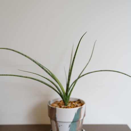 SANSEVIERIA RECYCLE POD SET（GREEN）