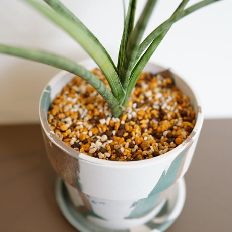 SANSEVIERIA RECYCLE POD SET（GREEN）