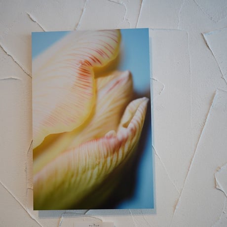 アルミマウントA3　”tulip”