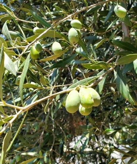 Monteida＊ 早摘みオリーブオイル  Extra Virgin Olive Oil (トルコ産) 500ml