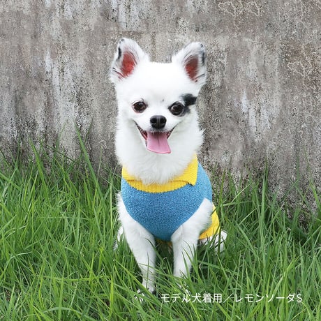 【COCO✖SILK】　ぴったんこわんわん（つやめきシルク）小型犬用S～Lサイズ