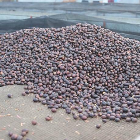 150g Ethiopia (エチオピア) チェルベサCWS農園