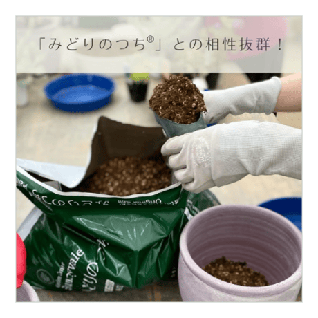 みどりのつち・みどりの肥料セット