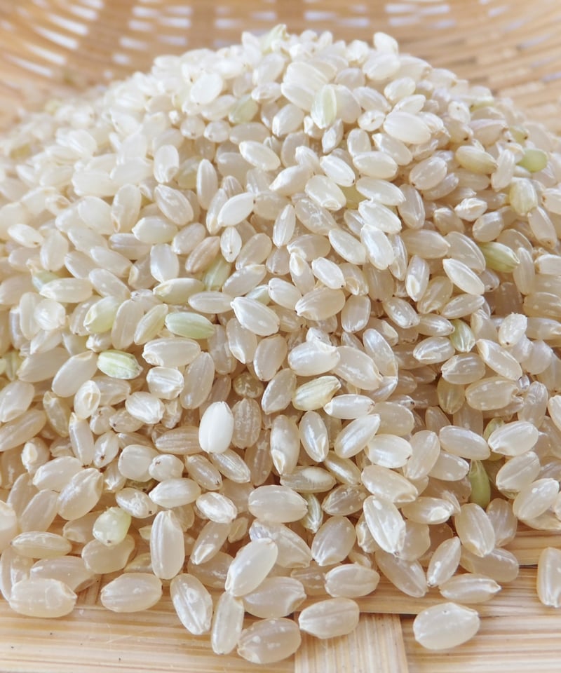 2025年産 【飛騨の米】 飛騨産コシヒカリ（玄米）【10kg】 | 飛騨高山