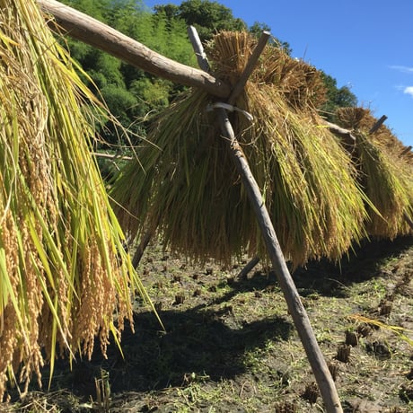 【天陽稲架干し飛騨の米】飛騨産コシヒカリ（白米）【10kg】