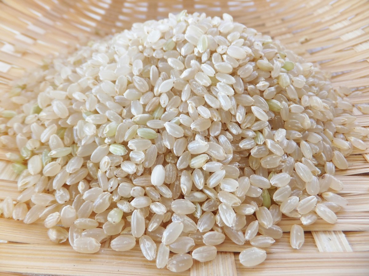 天陽稲架干し飛騨の米】飛騨産コシヒカリ(玄米)【10kg 天陽稲架干し飛騨の米】飛騨産コシヒカリ(玄米)【10kg